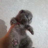 خانه بچه گربه/ اسکاتیش بیریتیش /شجره دار/ ۲ماه