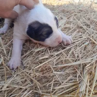 توله سرابی گله ای