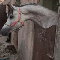 کشش نریون شش دانگ عرب مصری دوسر وارداتی جهت کشش|اسب و تجهیزات اسب‌سواری|فلاورجان, |دیوار