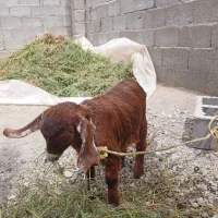 دو عدد کهره ماده