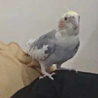 واگذاری  عروس|پرنده|اهواز, ۲۰۰۰واحدی|دیوار