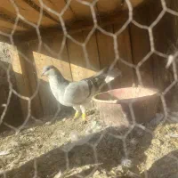 کفتر خوشرنگ طوسی|پرنده|ساوه, |دیوار