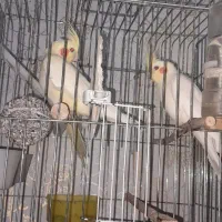 عروس پاریس|پرنده|حمیدیه, |دیوار