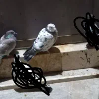 کبوتر|پرنده|قم, نیروگاه|دیوار