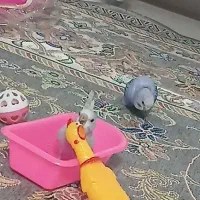 جوجه مرغ عشق