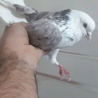 کفتر|پرنده|فردیس, شهرک ارم|دیوار