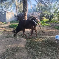 گاو|حیوانات مزرعه|رودخانه, |دیوار