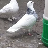 کبوتر|پرنده|تبریز, |دیوار