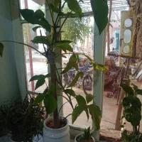 گل مدل برگ خرگوشی500
