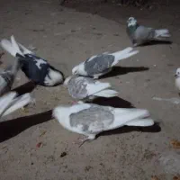 کبوتر|پرنده|فارسان, |دیوار