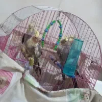 عروس هلندی ۳ تا پسر یدونه دختر