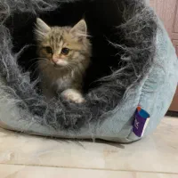 واگذاری بچه گربه|گربه|سلماس, |دیوار