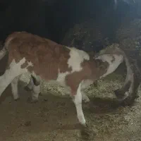 گاو گوساله|حیوانات مزرعه|قروه, |دیوار