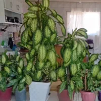 فروش گل های زینتی و آپارتمانی