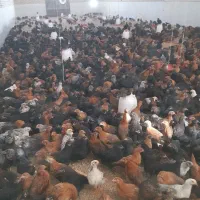 مرغ گلپایگانی