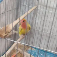 کوتوله صورت هلویی دستی