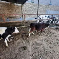 گوساله ماده