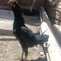 مرغ لاری مشکی نسل دار