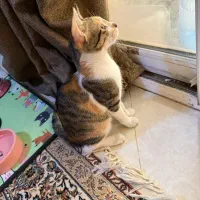 گربه ۴ ماهه|گربه|کیش, |دیوار