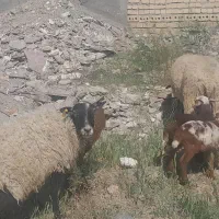 میش رومانف اصیل چند قلوزا