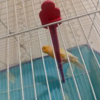 قناری نر پرتقالی و سبز دارچینی