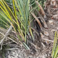 پاجوش دمیت نخل کبکاب