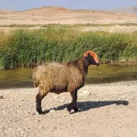 میش اصل ترکی|حیوانات مزرعه|شیراز, حومه شیراز|دیوار