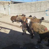 ۱۰ تا بر قوچ