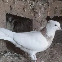 فروش کبوتر