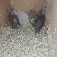 جوجه عروس هلندی سرلاکی ادرس برازجان|پرنده|برازجان, |دیوار