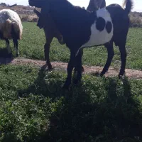 نر تخمی|حیوانات مزرعه|گلپایگان, |دیوار