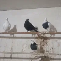 جوجه و جوانه پرشی|پرنده|مشهد, شهید قربانی|دیوار