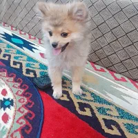 واگذاری پامر خرسی عروسکی اصیل