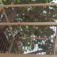 پرنده سهره