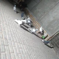 کفتر عتیقه