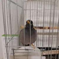 مرغ مینا|پرنده|رباط‌کریم, مسکن مهر آبشناسان|دیوار