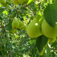 گلابی|خوردنی و آشامیدنی|تبریز, |دیوار