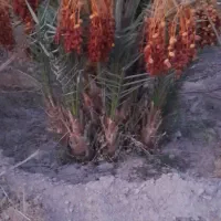 فروش پاجوش نخل ۸ کیلو ب بالا رسیده درجه ۱|خدمات باغبانی و درختکاری|قیروکارزین, |دیوار