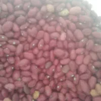 لوبیا قرمز  در دشت ارژن