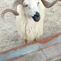 قوچ|حیوانات مزرعه|چالدران, |دیوار