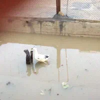 فروش مرغابی