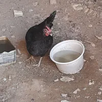 فروش مرغ
