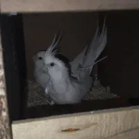 عروس هلندی آلبینو