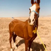 اسب ترکمن فروش فوری|اسب و تجهیزات اسب‌سواری|تهران, مختاری|دیوار