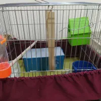 قفس پرنده|لوازم جانبی حیوانات|شاهین‌شهر, گرگاب|دیوار