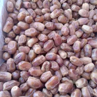 خرمای زاهدی