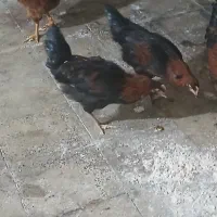 خوروس|حیوانات مزرعه|محمدشهر, محمدشهر|دیوار