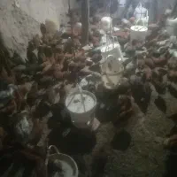 سلام دوستان جوجه مرغ