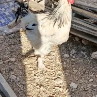 خروس برهما جوان|حیوانات مزرعه|ارژن, |دیوار