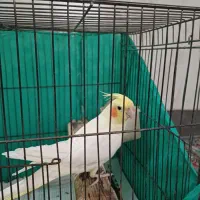 عروس هلندی نر|پرنده|بجنورد, |دیوار